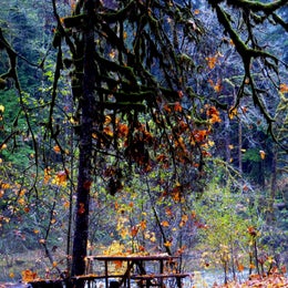 Public Campgrounds: Staircase Campground — Olympic National Park