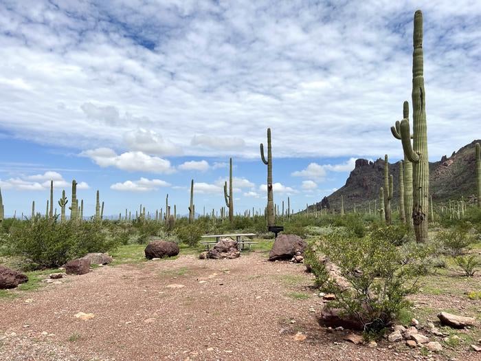 Camper submitted image from Alamo Canyon Primitive Campground — Organ Pipe Cactus National Monument - 2