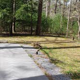 Review photo of Cades Cove Campground by Jean C., May 1, 2019