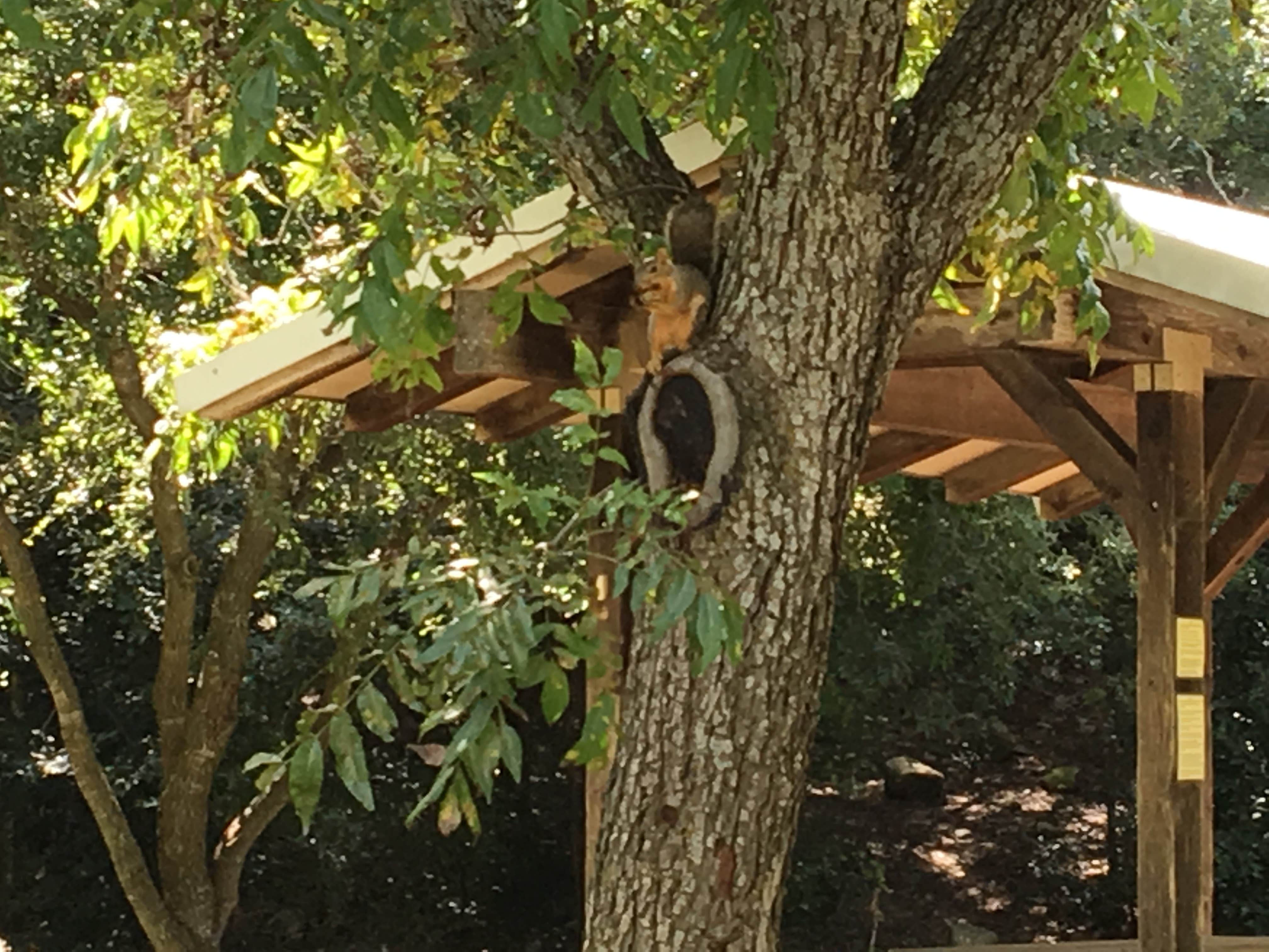 Camper submitted image from Blanco State Park Campground - 3