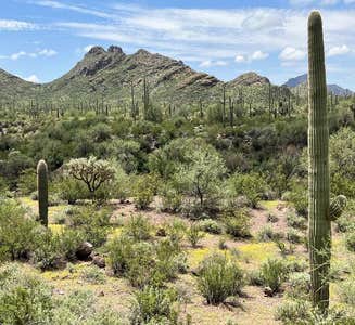 Camper-submitted photo from Alamo Canyon Primitive Campground — Organ Pipe Cactus National Monument