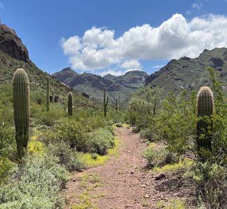 Camper-submitted photo from Alamo Canyon Primitive Campground — Organ Pipe Cactus National Monument