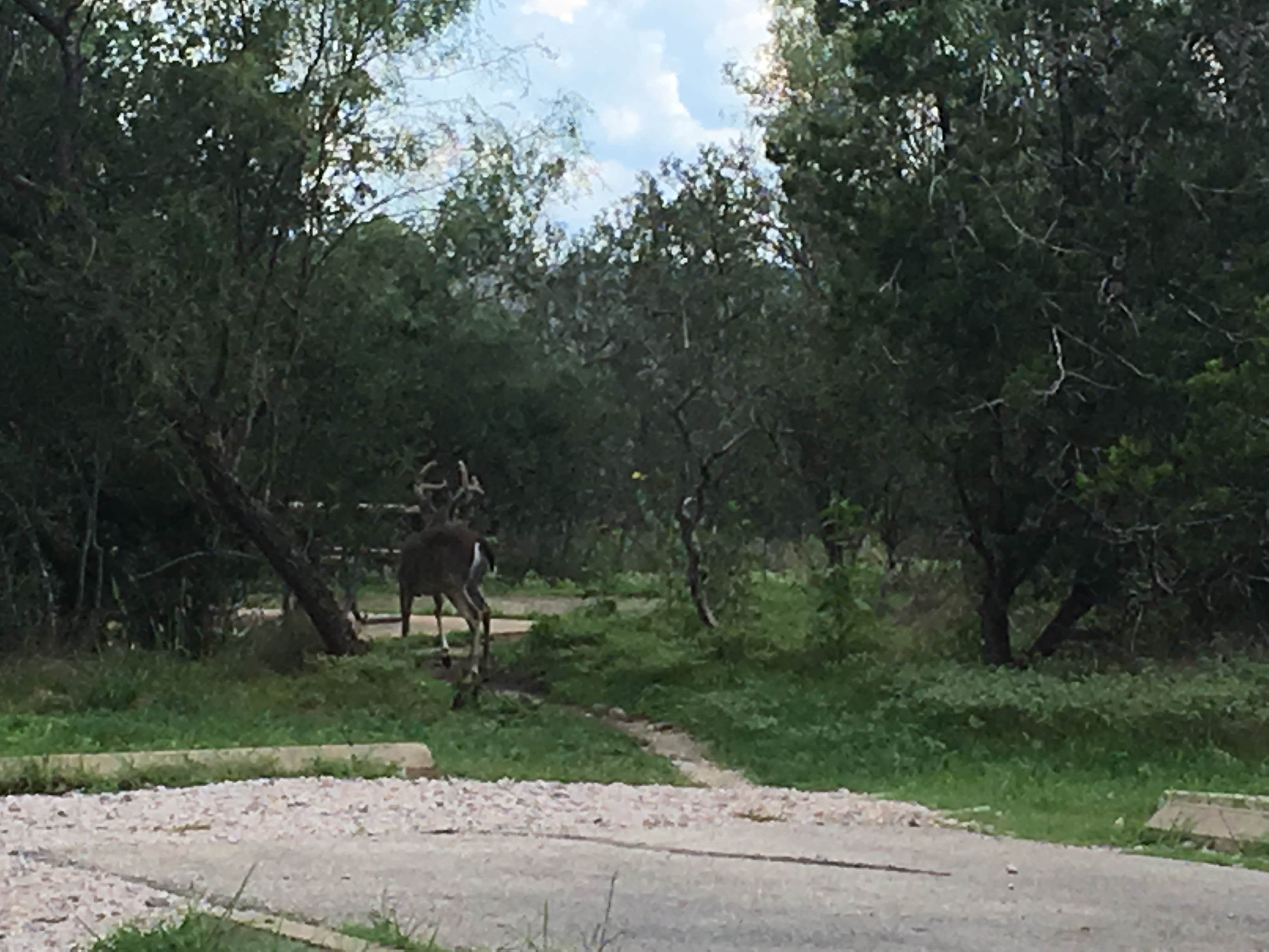 Camper submitted image from Pedernales Falls State Park Campground - 4