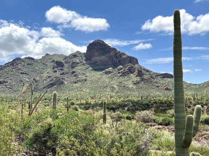 Camper submitted image from Alamo Canyon Primitive Campground — Organ Pipe Cactus National Monument - 3