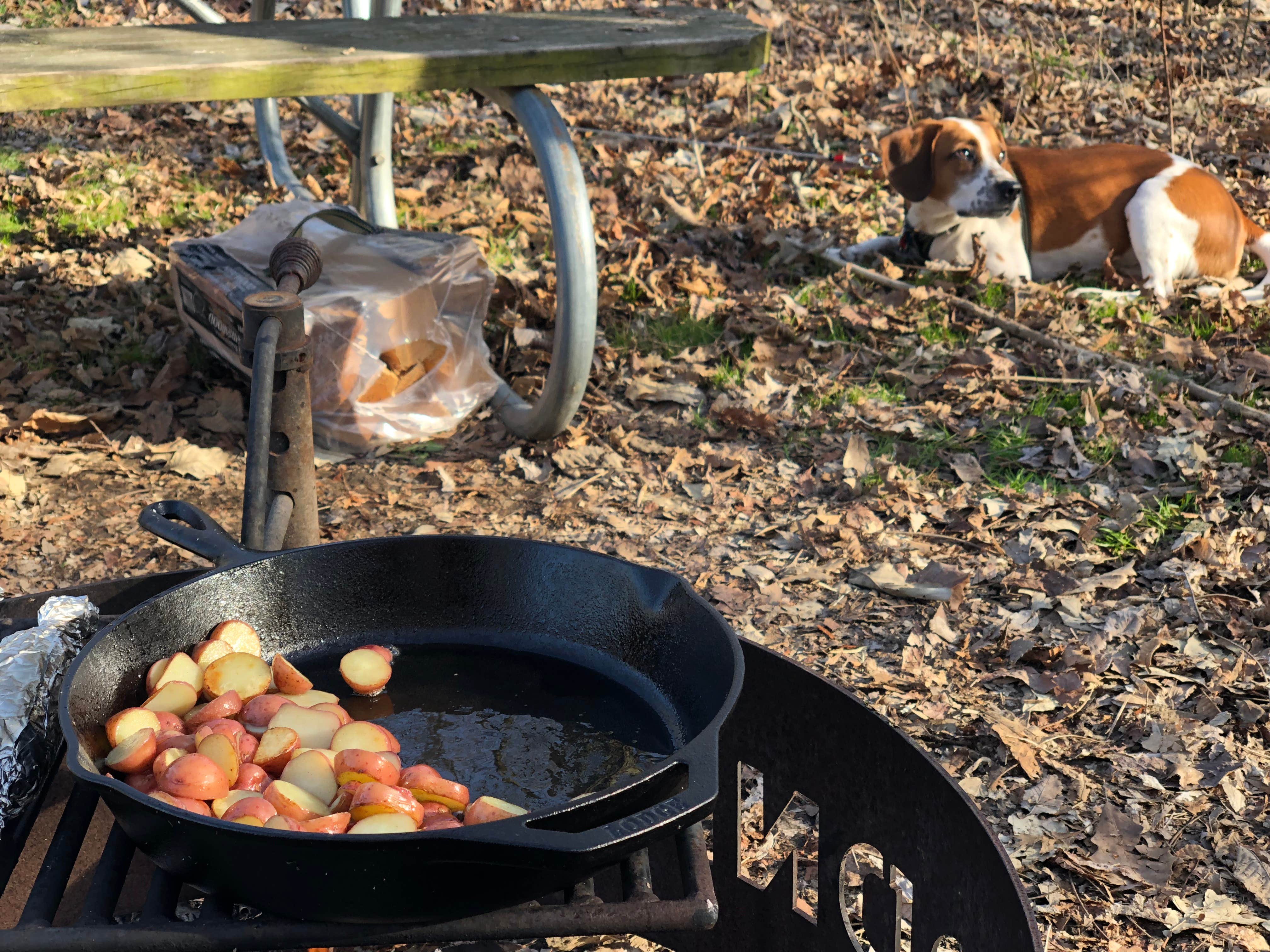 Grace D.'s photo of camping with pets at Delaware State Park Campground near Galena, OH