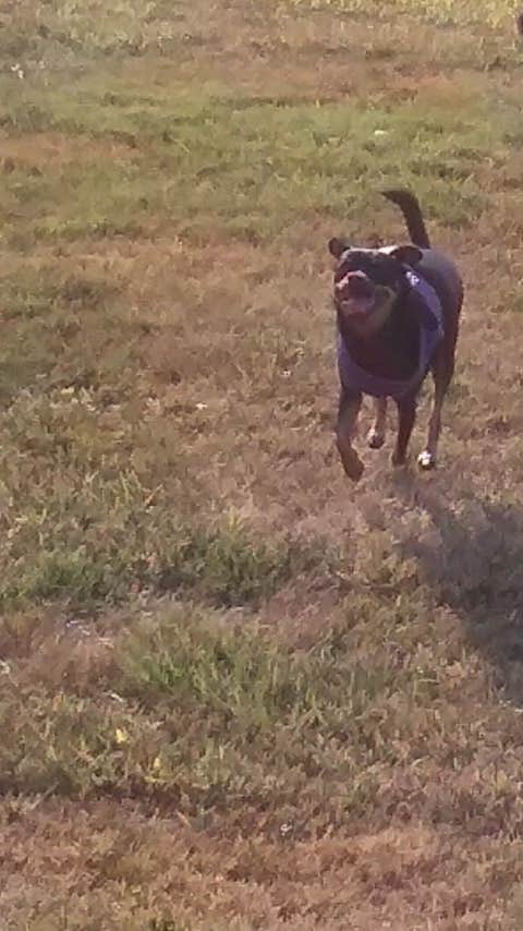 Robert D.'s photo of camping with pets at Village Green Family Campground near Westville Lake