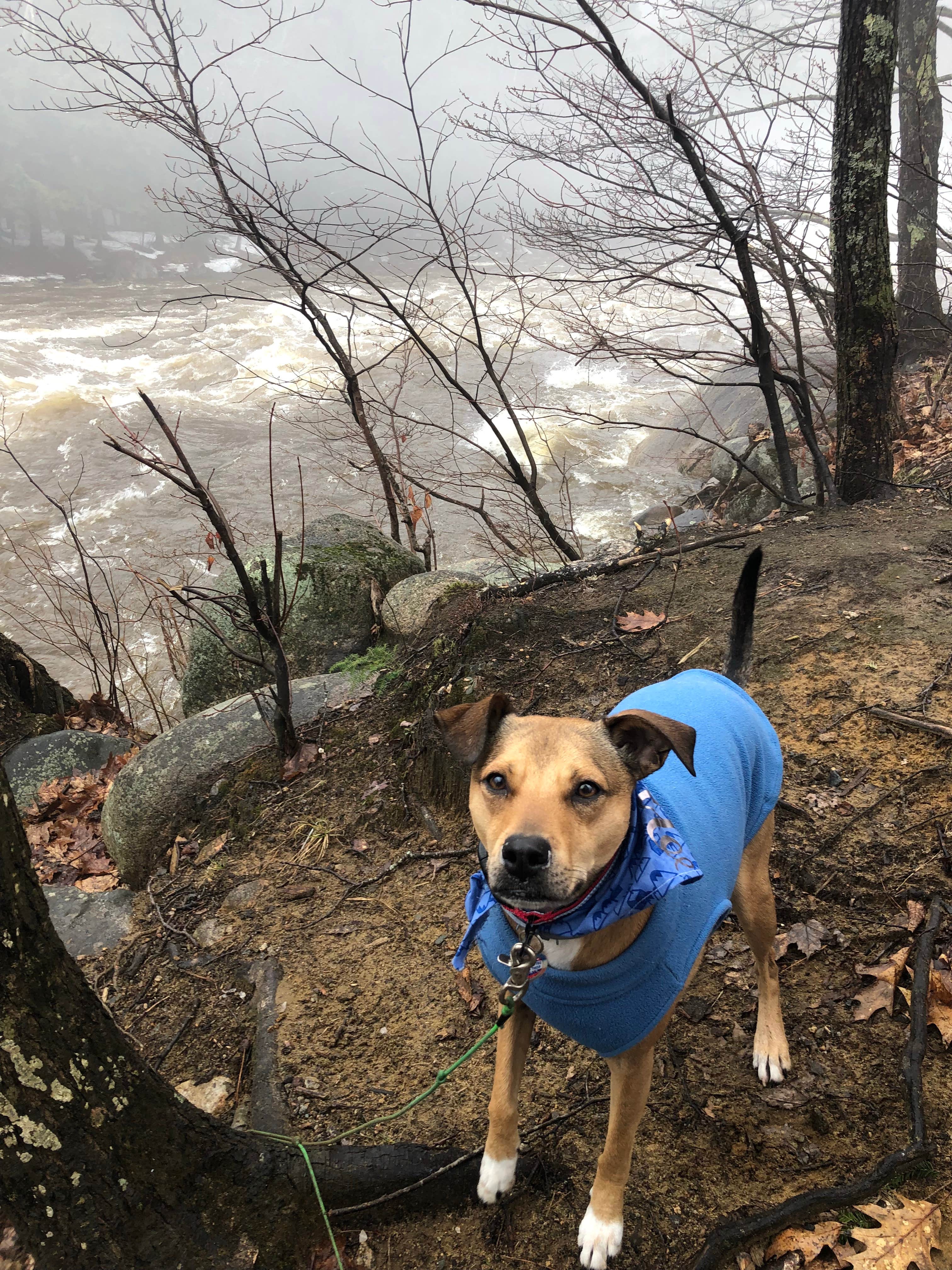 Michaela D.'s photo of camping with pets at Hancock Campground in New Hampshire