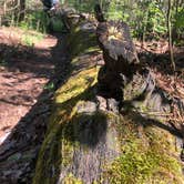 Review photo of Hawn State Park Campground by Valery M., May 1, 2019