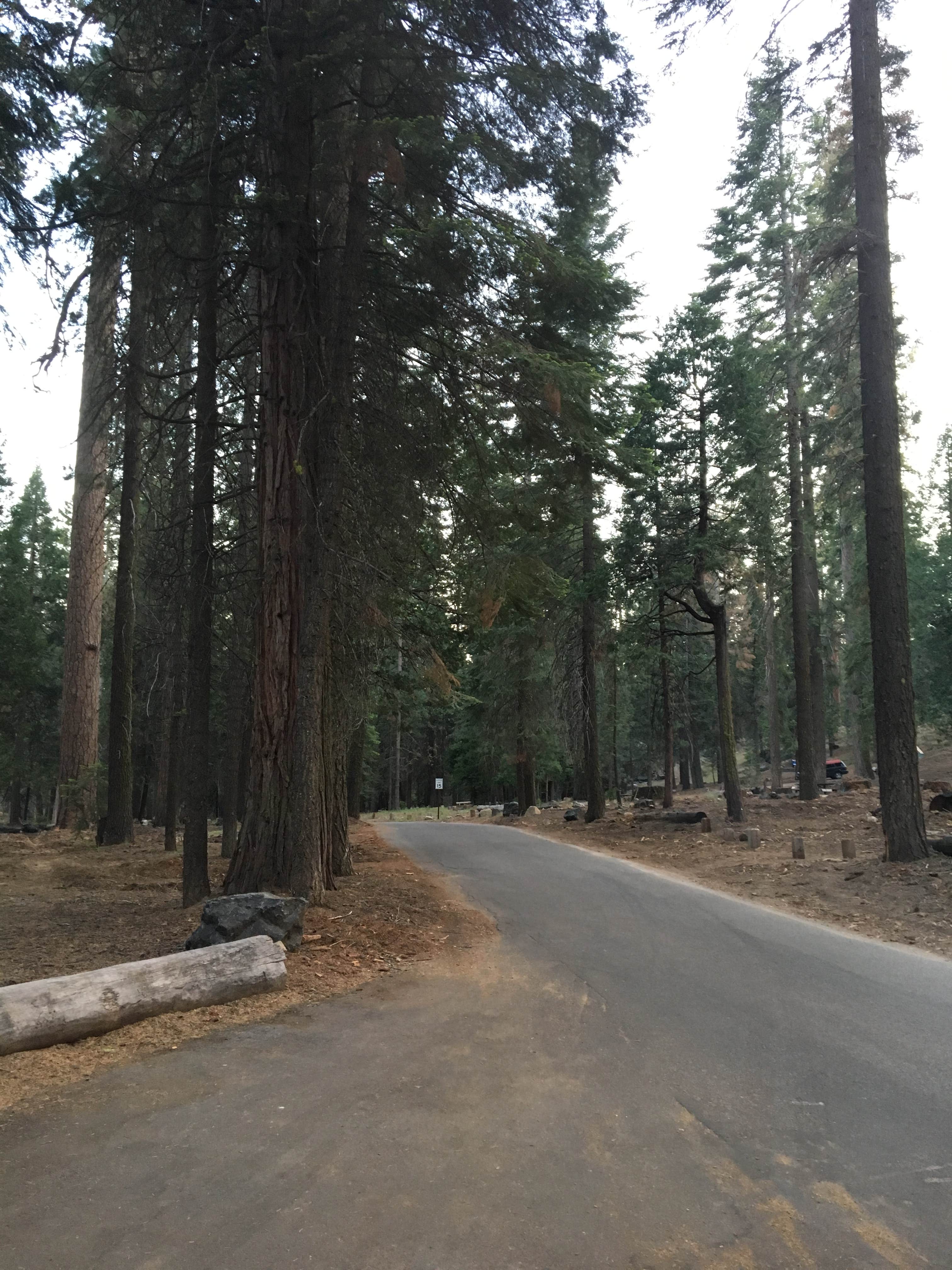 Camper submitted image from Dinkey Creek - 3