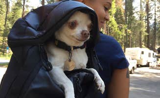 Raei B.'s photo of camping with pets at Dinkey Creek near Sierra National Forest