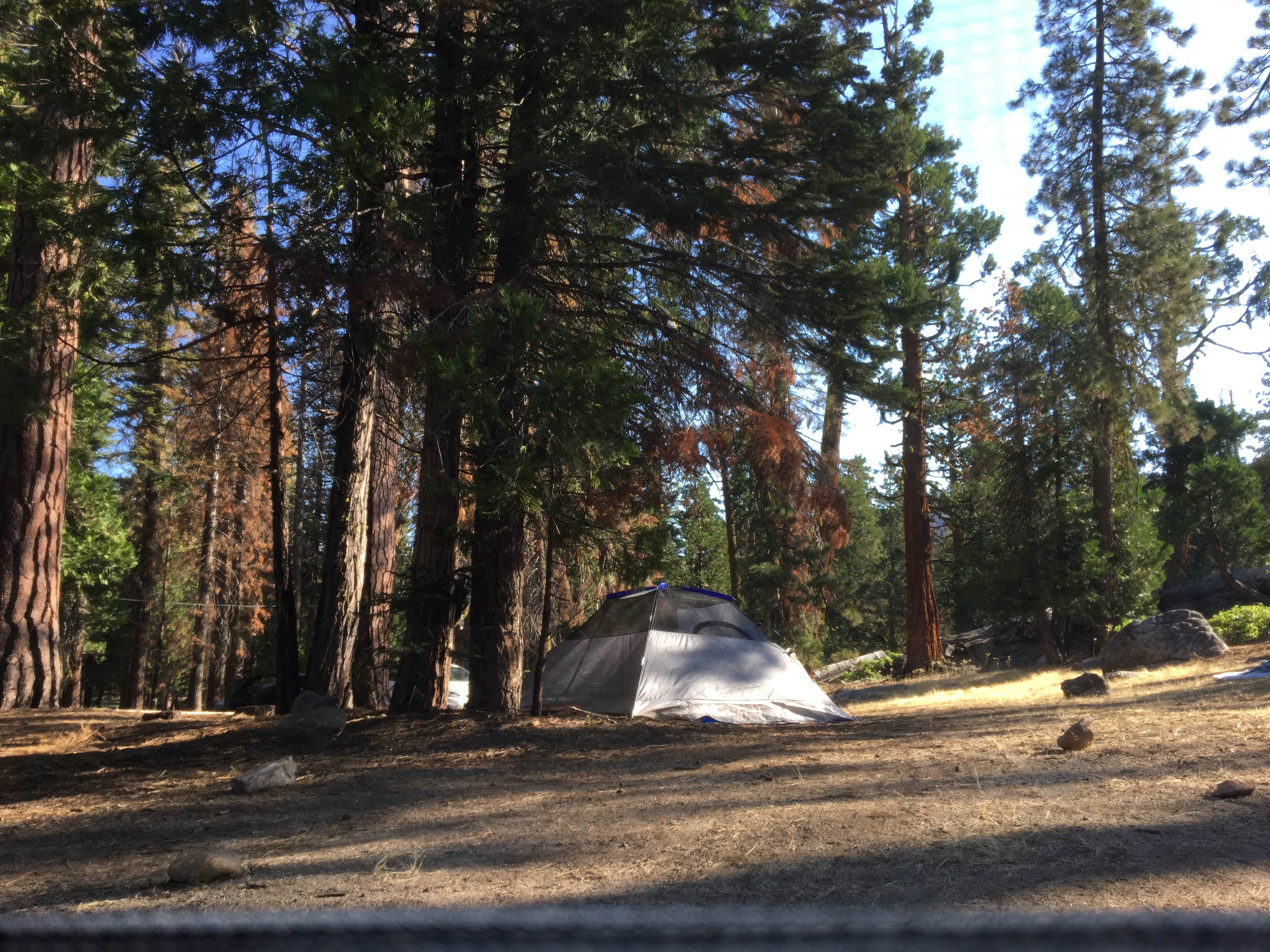 Camper submitted image from Dinkey Creek - 4