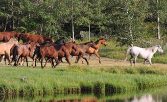 Beaver Meadows Resort Ranch's photo of camping with a horse at Beaver Meadows Resort Ranch in Colorado