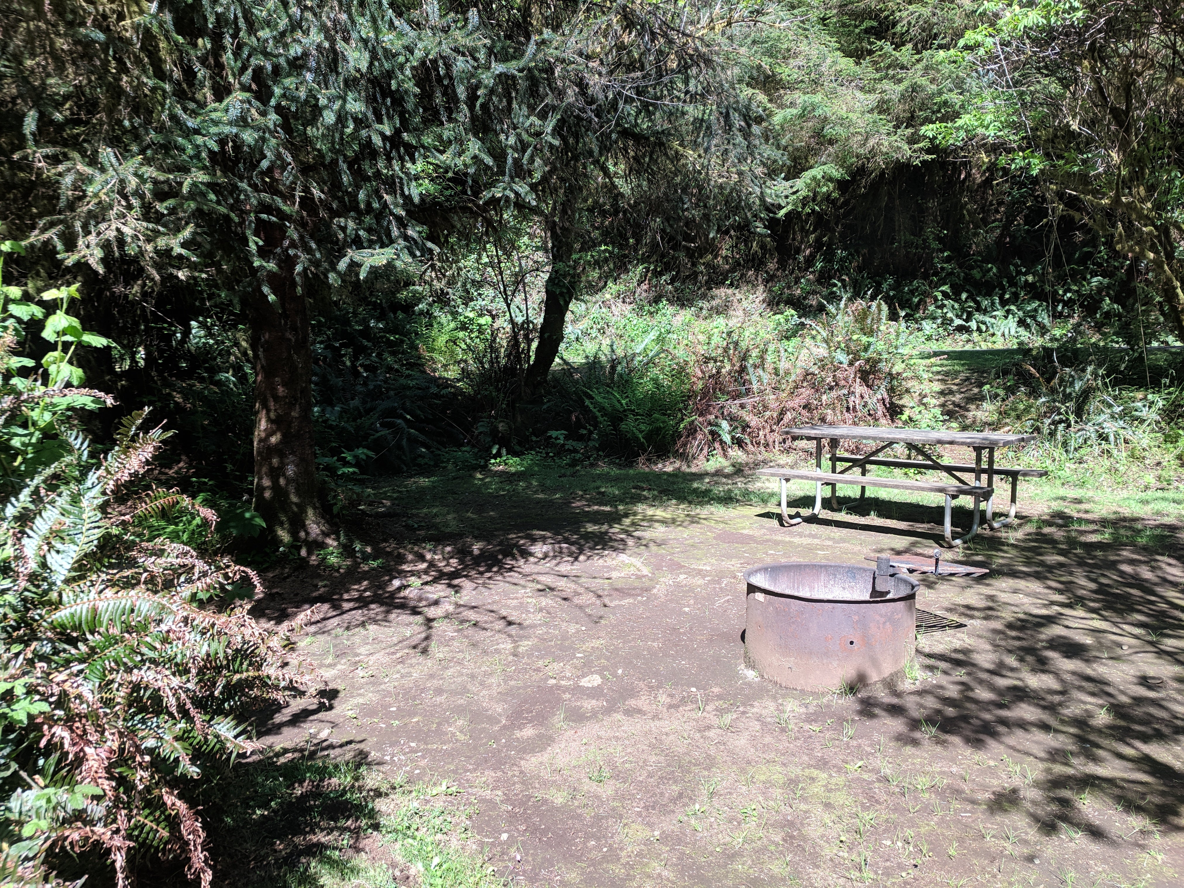 Another of the campsites at Cape Perpetua campground