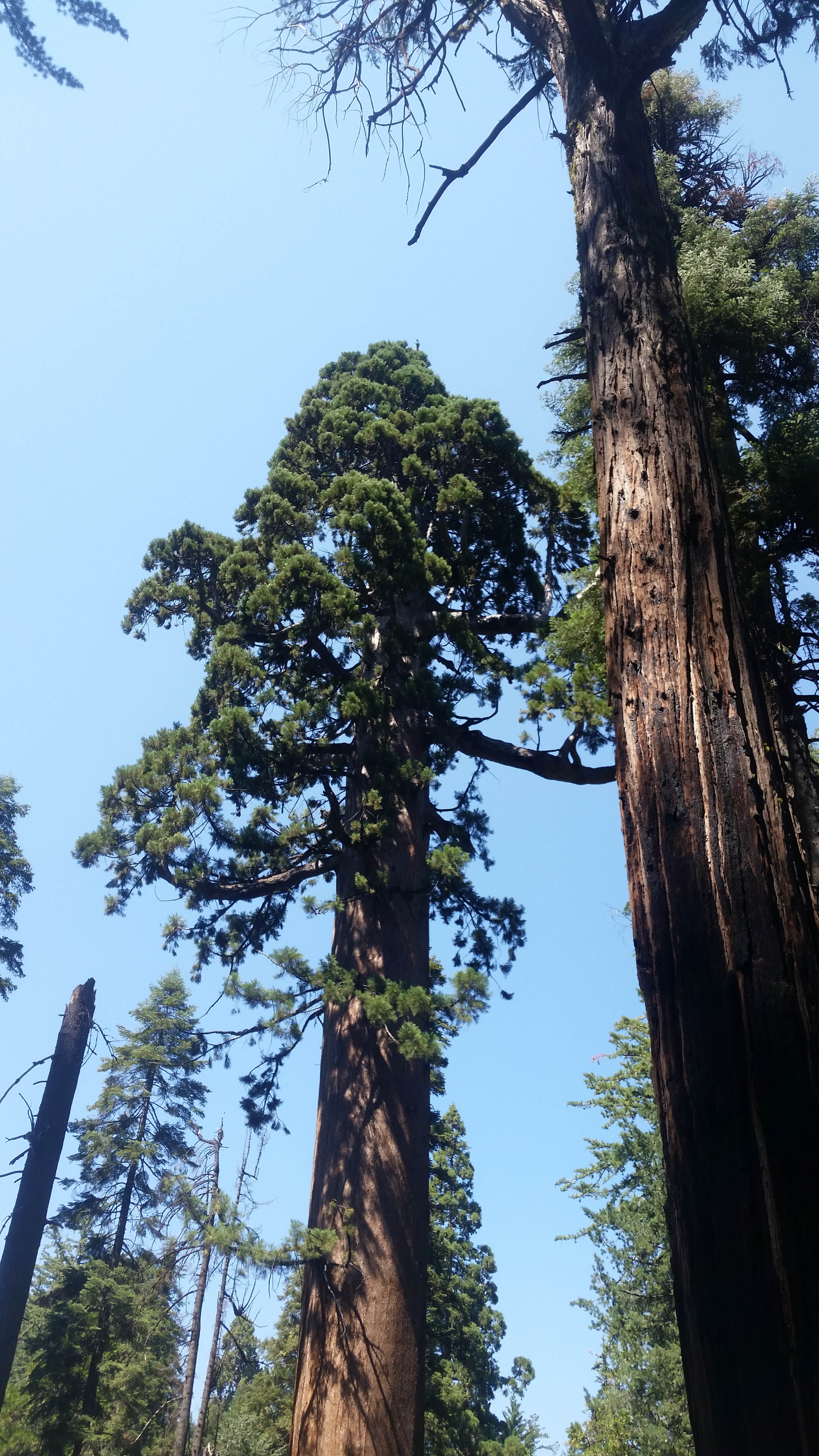 Camper-submitted photo at Hermit Valley Campground near Stanislaus National Forest