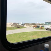 Review photo of Oceanside Assateague Campground — Assateague Island National Seashore by Rhonda S., May 3, 2019