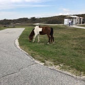 Review photo of Oceanside Assateague Campground — Assateague Island National Seashore by Rhonda S., May 3, 2019