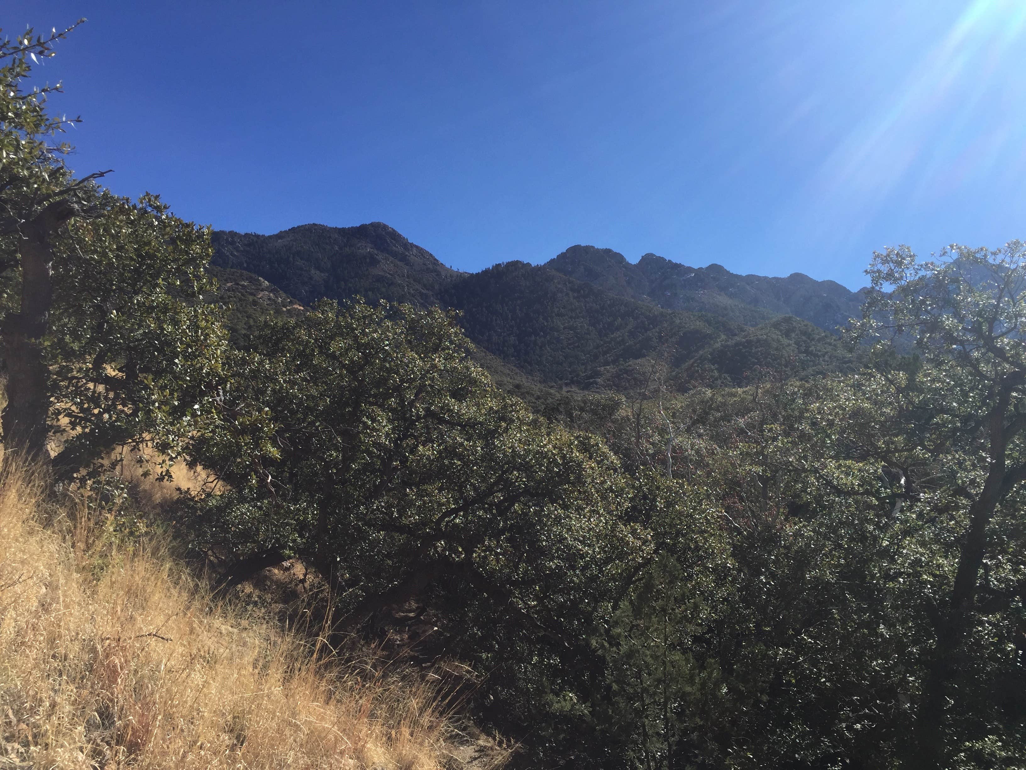 Camper submitted image from Bog Springs Campground - 2