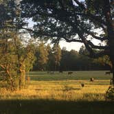 Review photo of Los Burros Campground by Ashley A., August 29, 2016