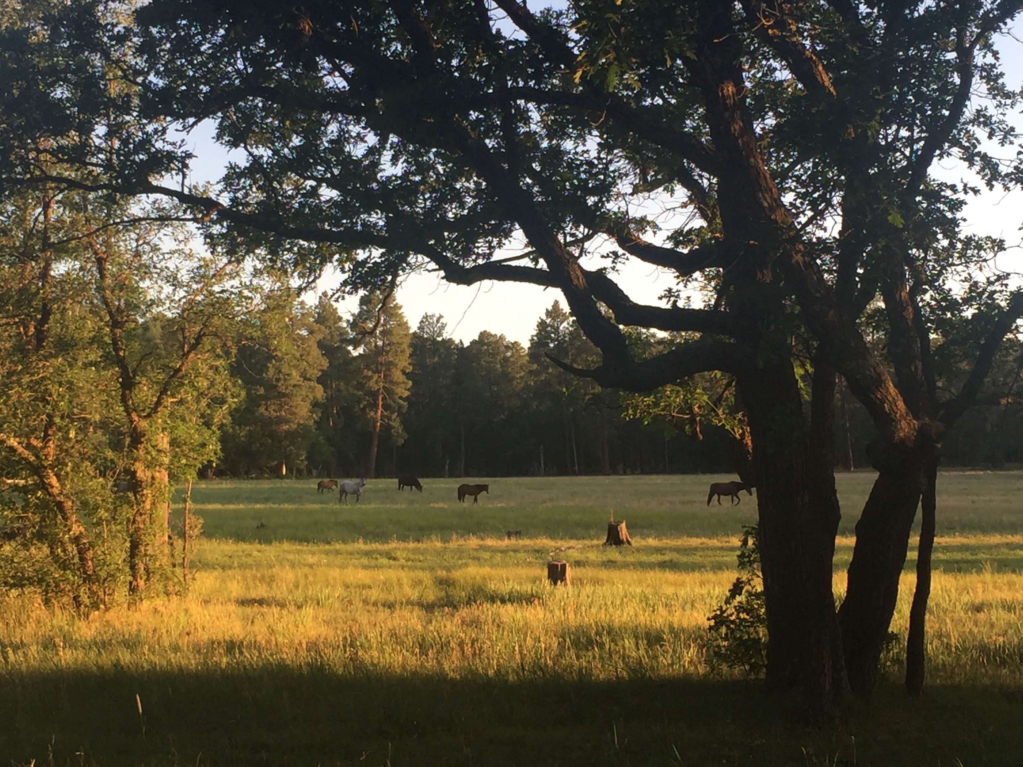 Camper submitted image from Los Burros Campground - 2