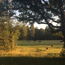 View from our campsite of the horses in the adjacent field.