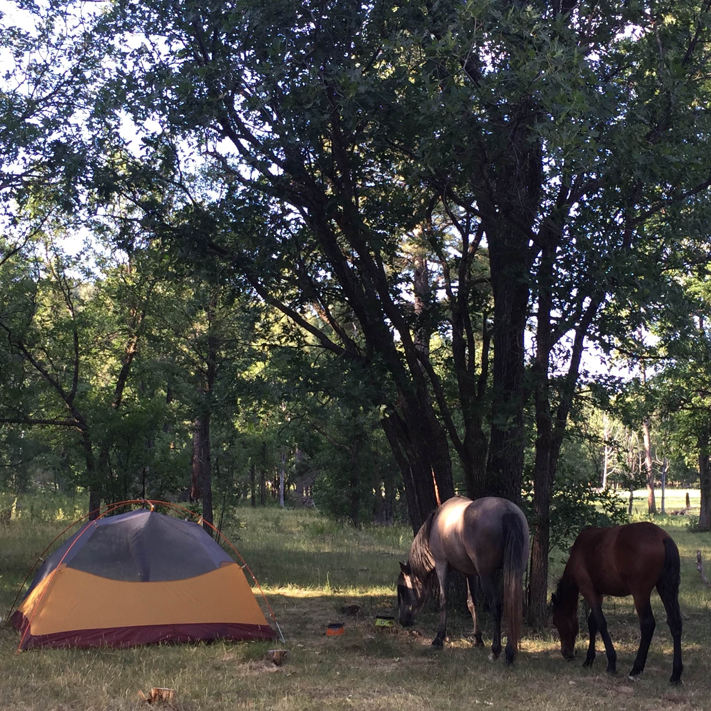 Escape To The Desert Oasis: Your Guide To Los Burros Campground In Arizona