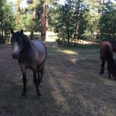 Review photo of Los Burros Campground by Ashley A., August 29, 2016