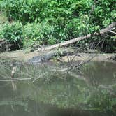 Review photo of Blue Hole Campground — Florida Caverns State Park by Sonyia W., May 3, 2019