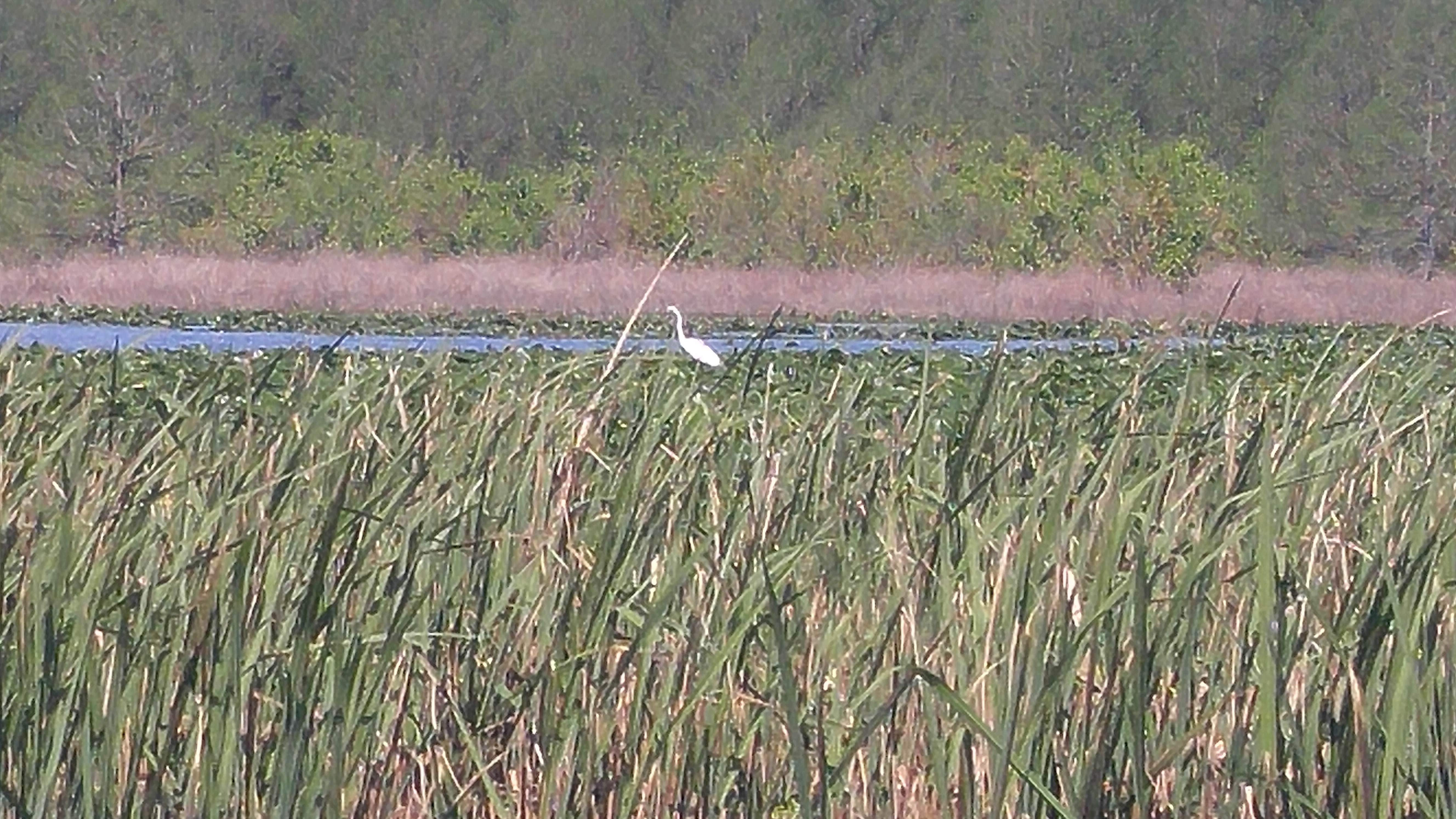 Camper submitted image from Reelfoot Lake State Park Campgrounds - 4