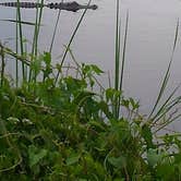 Review photo of St. Andrews State Park Campground by Sonyia W., May 3, 2019