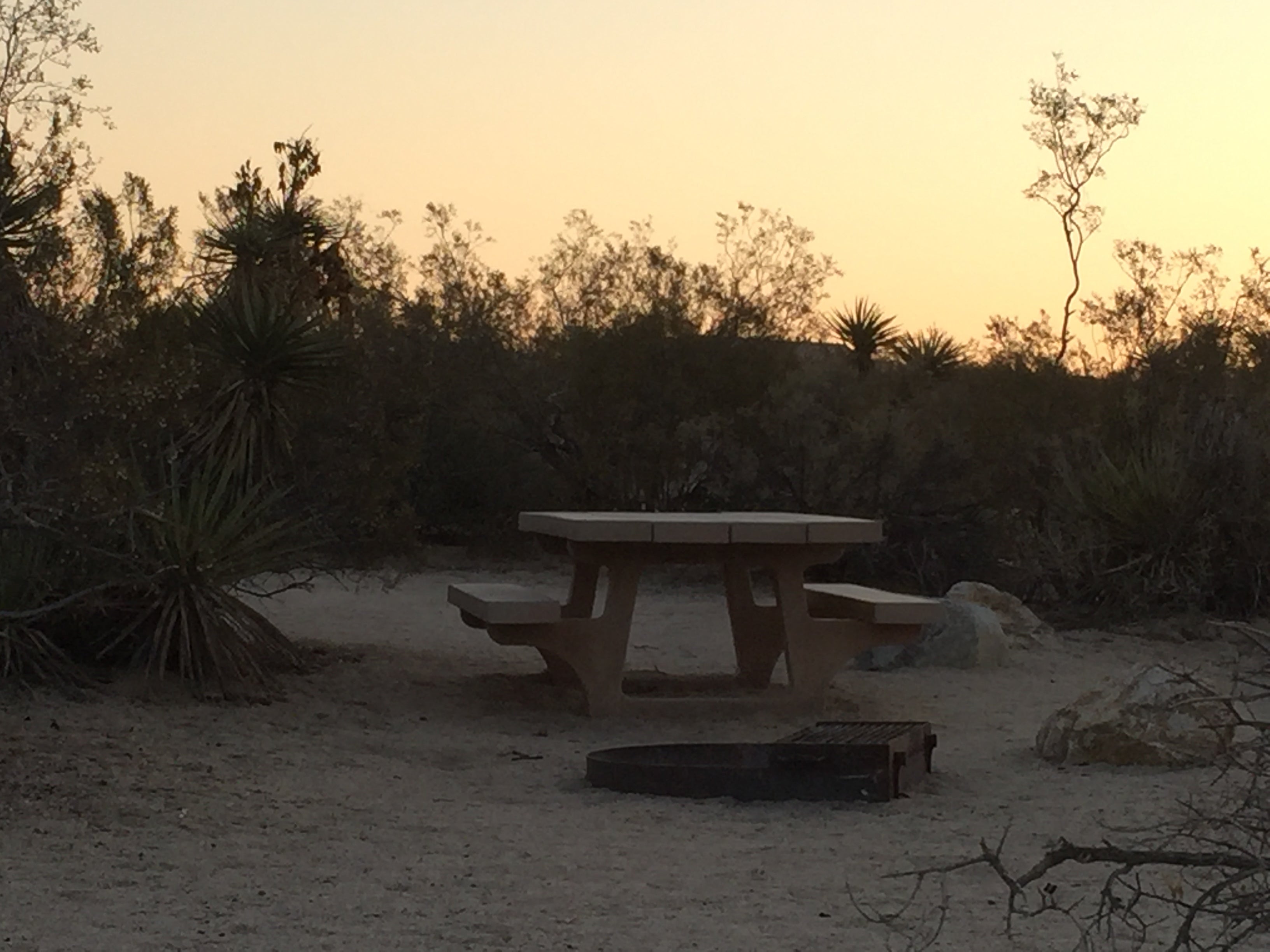 Camper submitted image from Cottonwood Campground — Joshua Tree National Park - 4