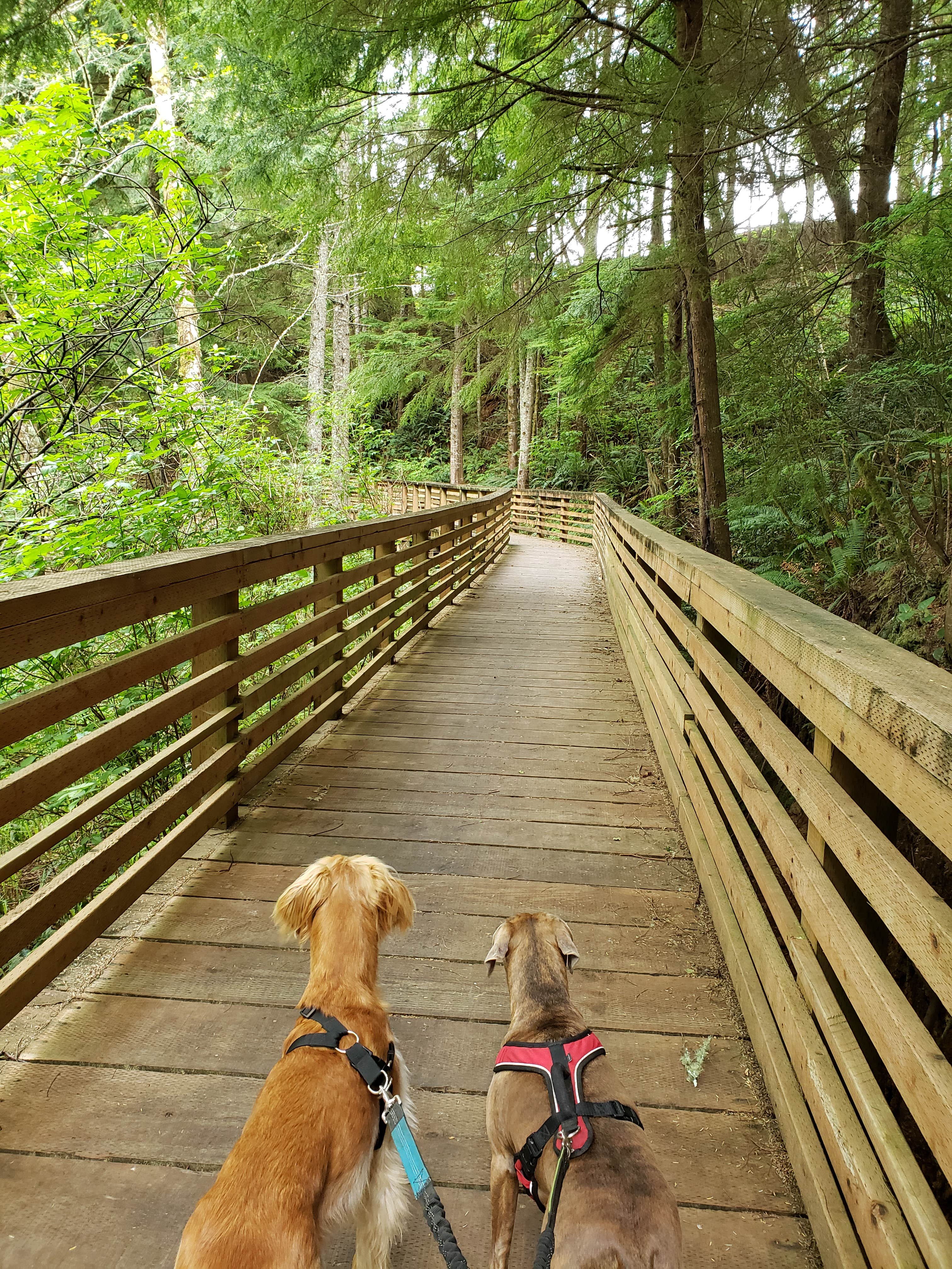 Rochelle S.'s photo of camping with pets at Cape Disappointment State Park Campground near Hammond, OR
