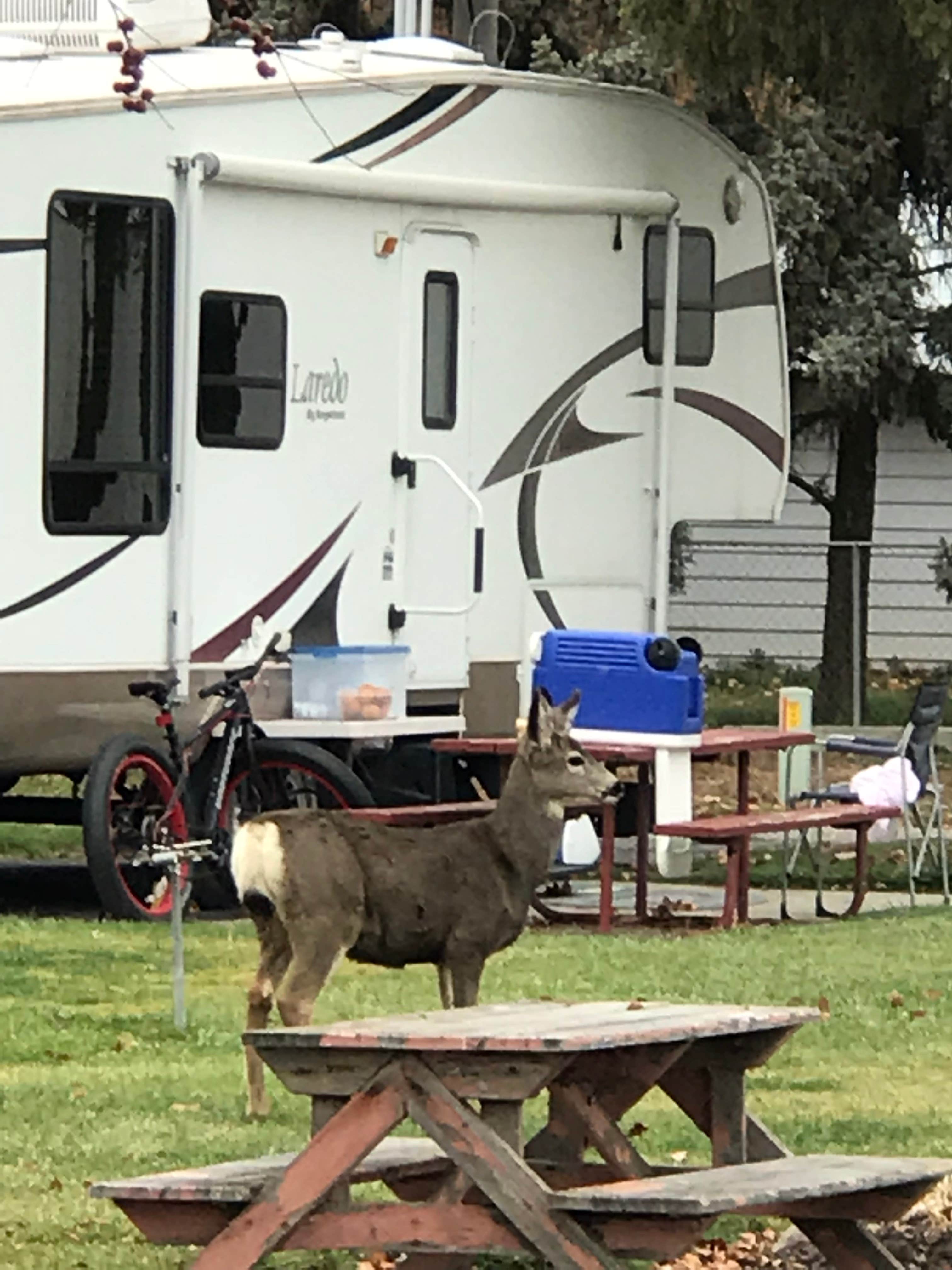 Camper submitted image from Goose Creek RV Park & Campground - 2