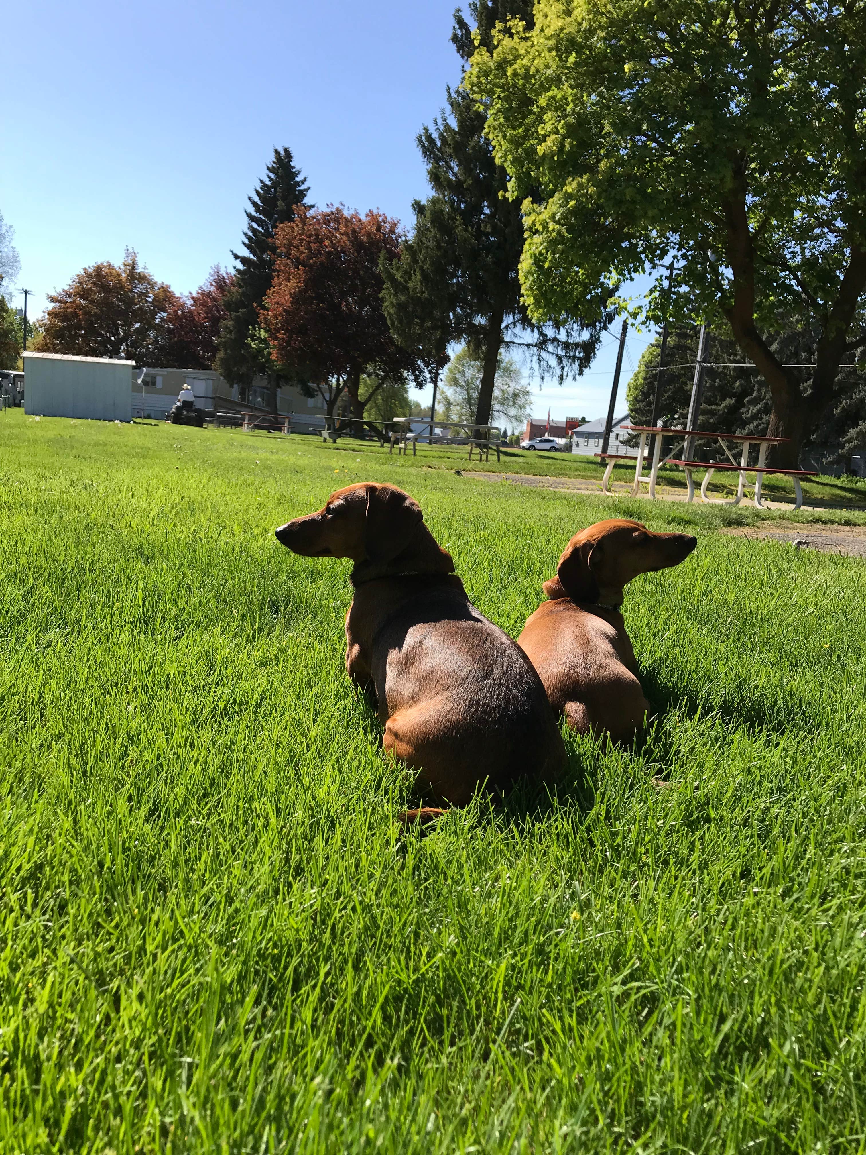 Debbie R.'s photo of camping with pets at Goose Creek RV Park & Campground near Lake Roosevelt National Recreation Area