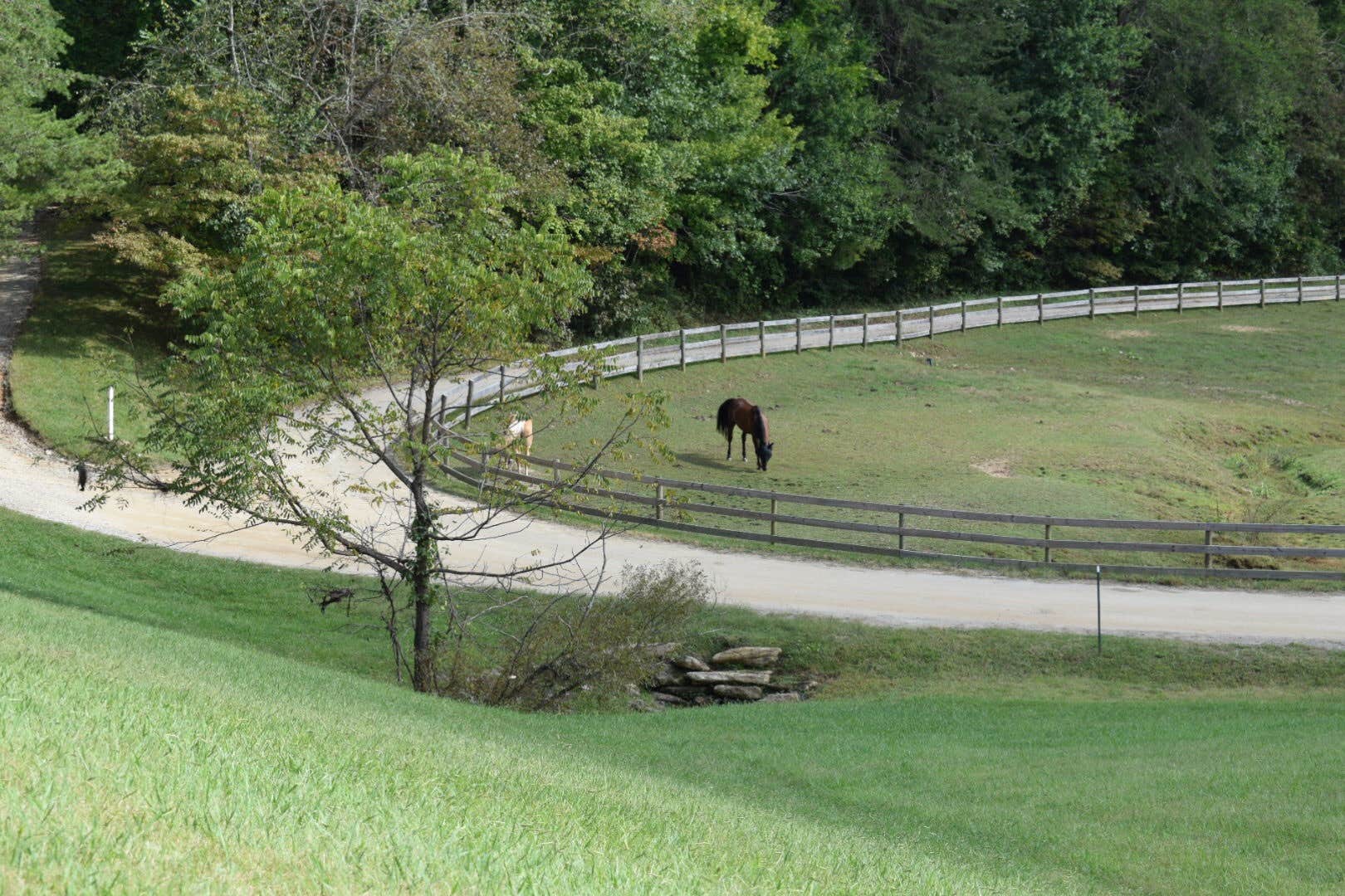 Suzie F.'s photo of camping with a horse at Trackrock Campground & Cabins near Clarkesville, GA