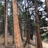 Review photo of Idyllwild Campground — Mount San Jacinto State Park by Fairen T., May 4, 2019