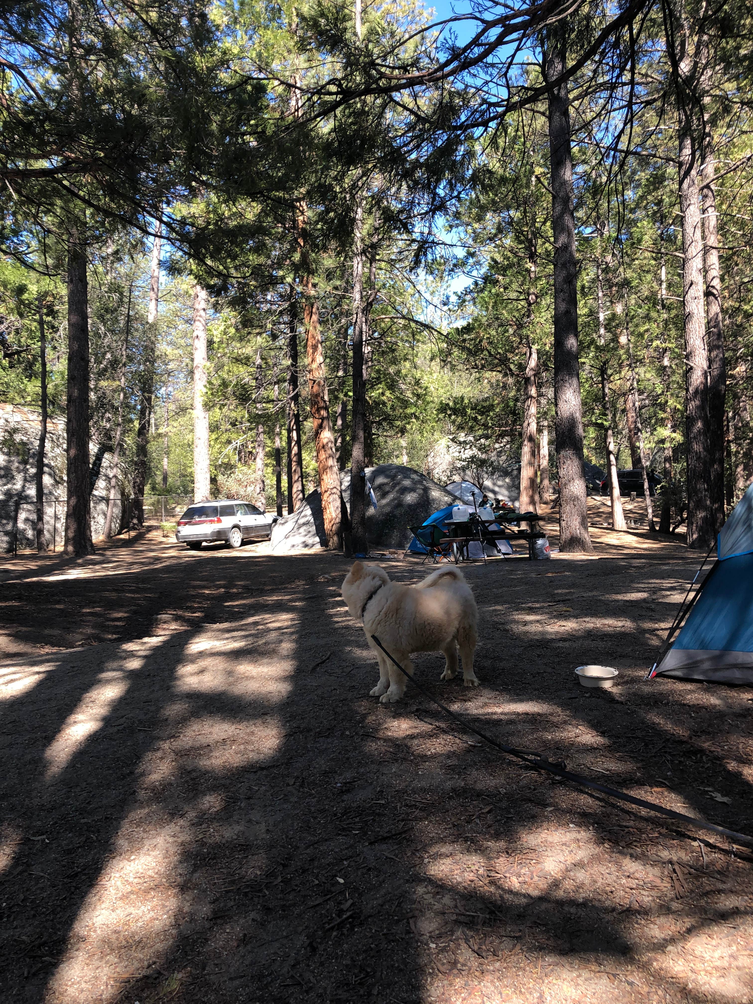 Fairen T.'s photo at Idyllwild Campground — Mount San Jacinto State Park near Idyllwild-Pine Cove, CA