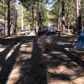 Review photo of Idyllwild Campground by Fairen T., May 4, 2019