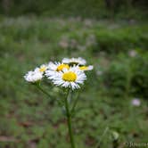 Review photo of Black Mountain / South Toe River Area by Jonathan N., May 4, 2019