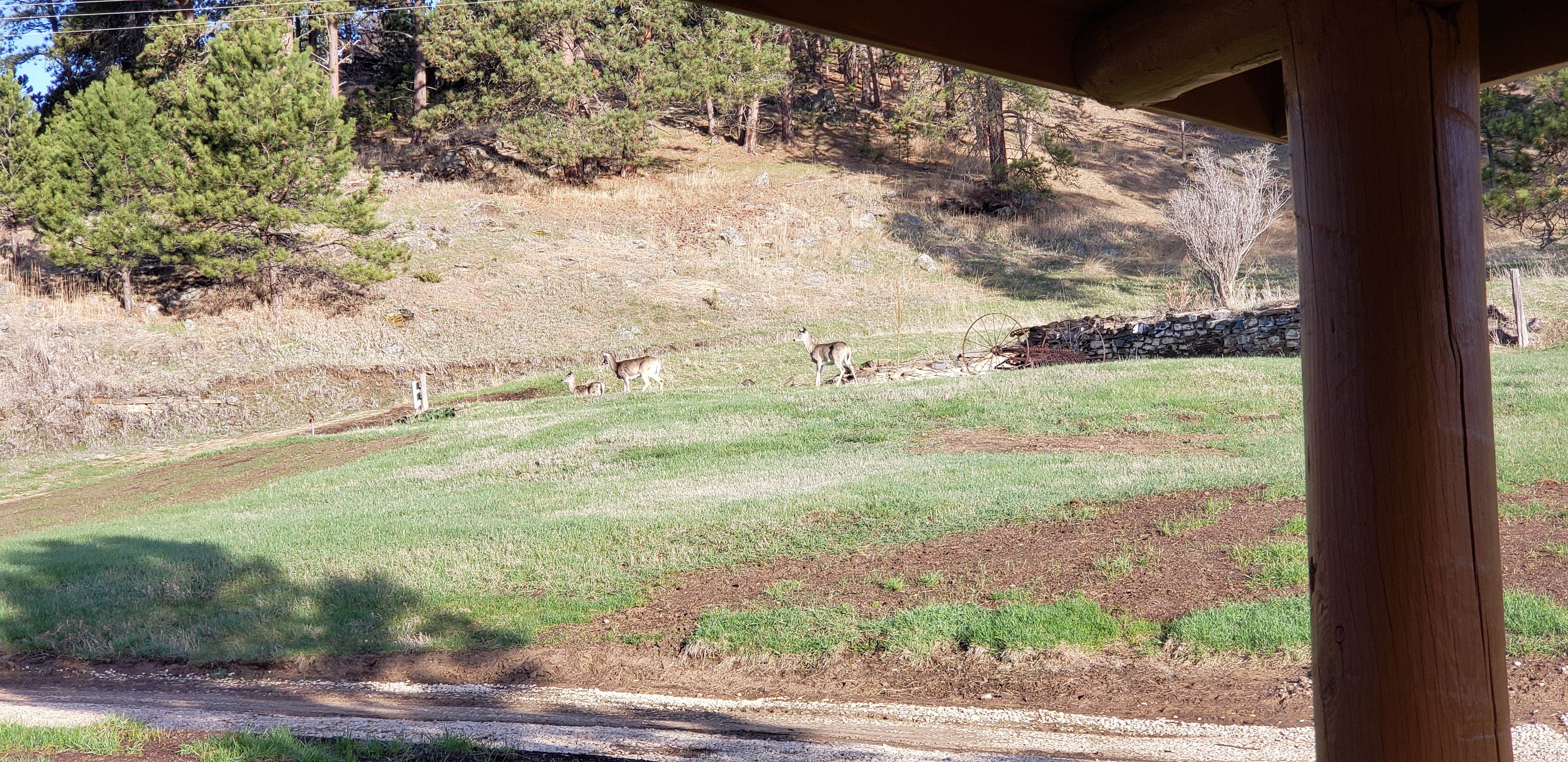 Morning views included deer and geese.