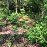 Review photo of Otter Creek Campground — Blue Ridge Parkway by Angela P., May 4, 2019