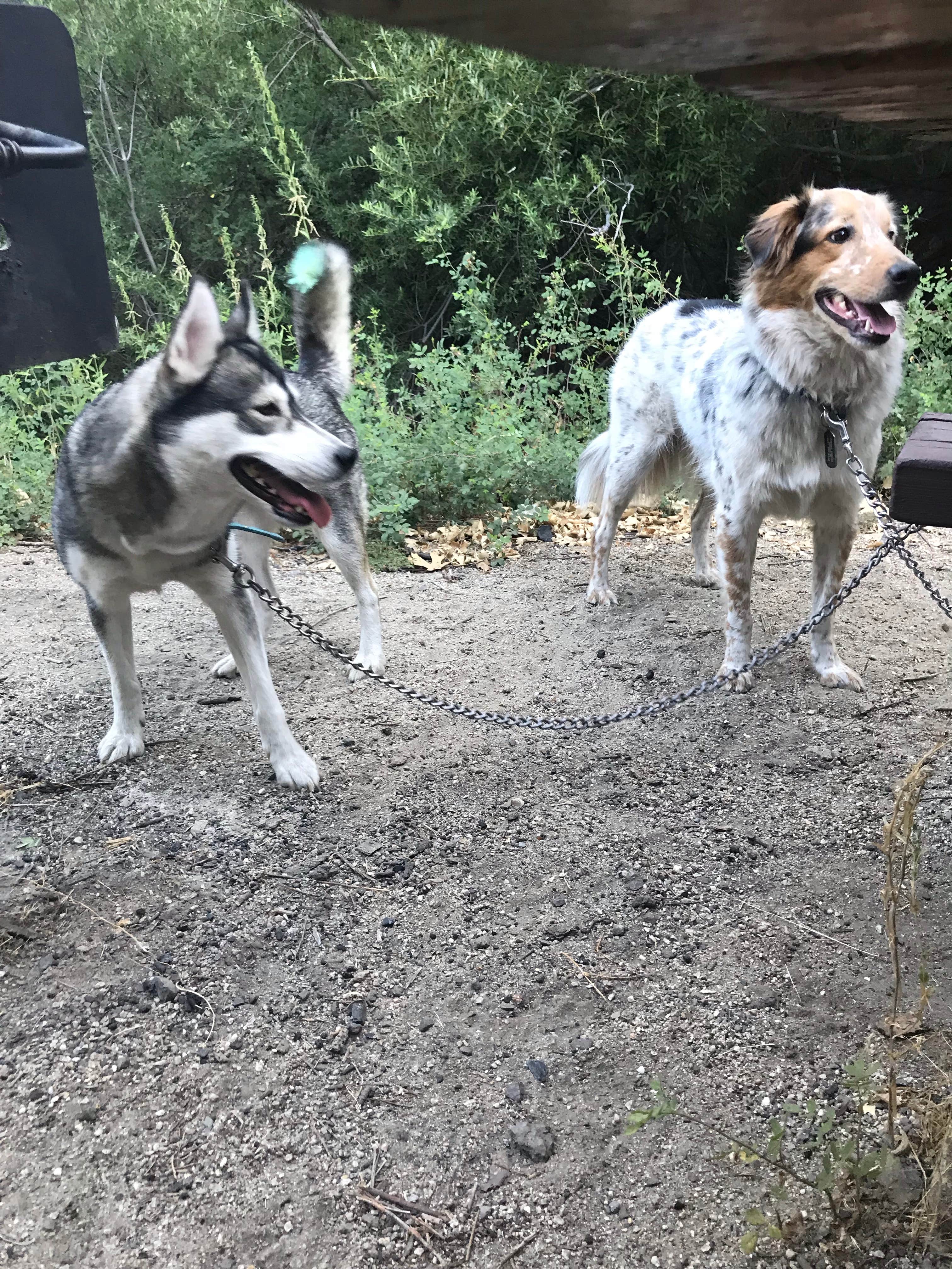 Morgan C.'s photo of camping with pets at Observatory Campground near Palomar Mountain, CA