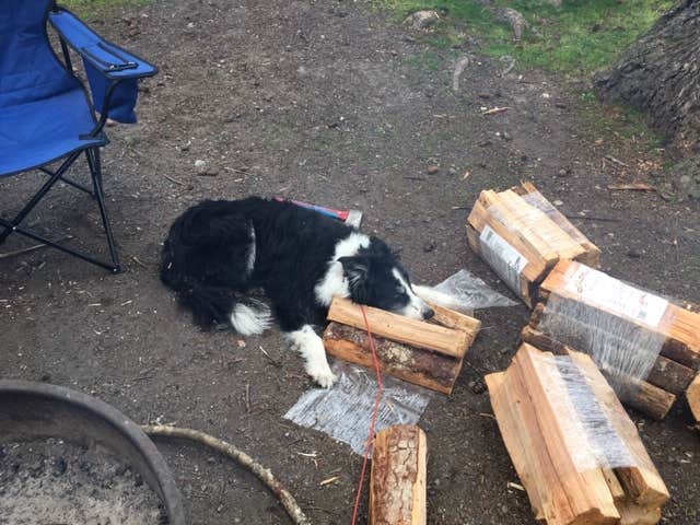 Meagan J.'s photo of camping with pets at Deception Pass State Park Campground in Washington