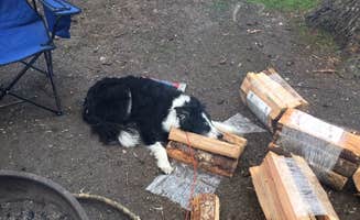 Meagan J.'s photo of camping with pets at Deception Pass State Park Campground near Anacortes, WA