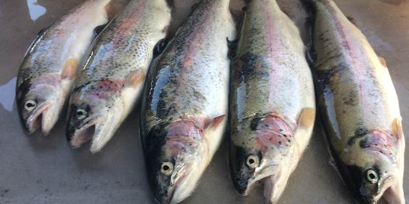 Camper submitted image from Applegate Lake