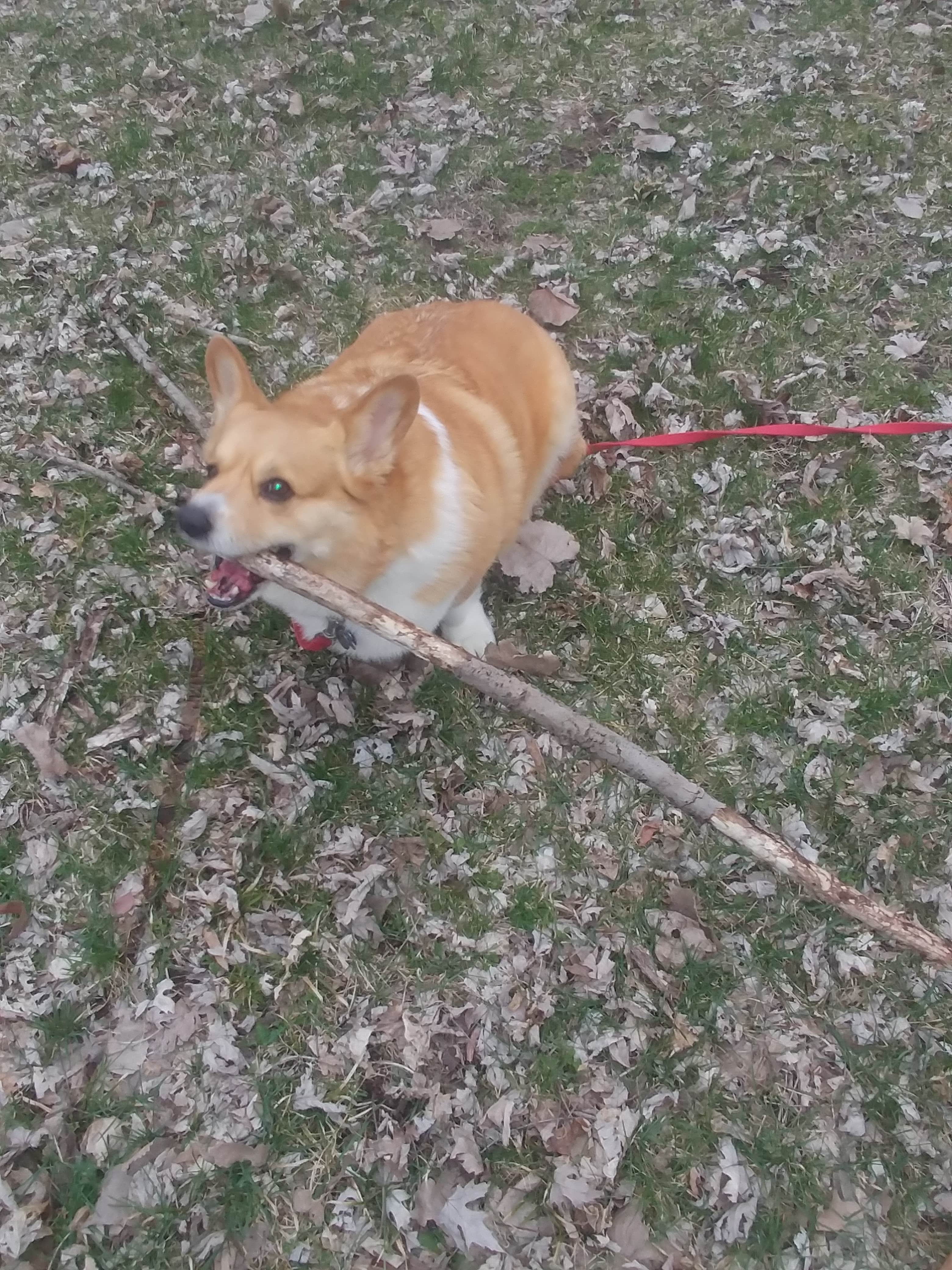 Mike S.'s photo of camping with pets at Millpoint Park near Brimfield, IL