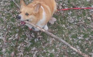 Mike S.'s photo of camping with pets at Millpoint Park near Peoria, IL