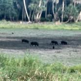 Review photo of Palmetto Ridge Campground — Myakka River State Park by Rachel G., May 5, 2019