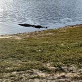 Review photo of Palmetto Ridge Campground — Myakka River State Park by Rachel G., May 5, 2019