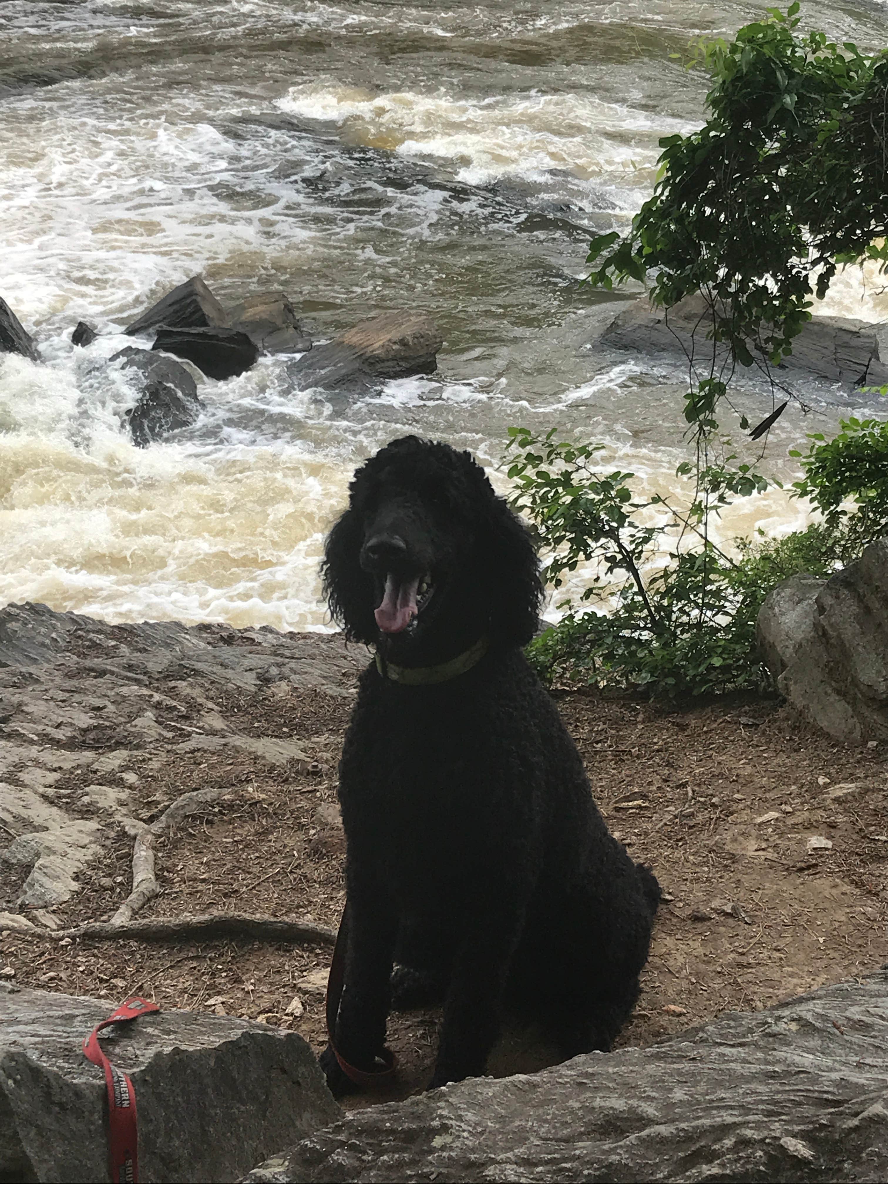 Andrew P.'s photo of camping with pets at Sweetwater Creek State Park Campground near Conley, GA