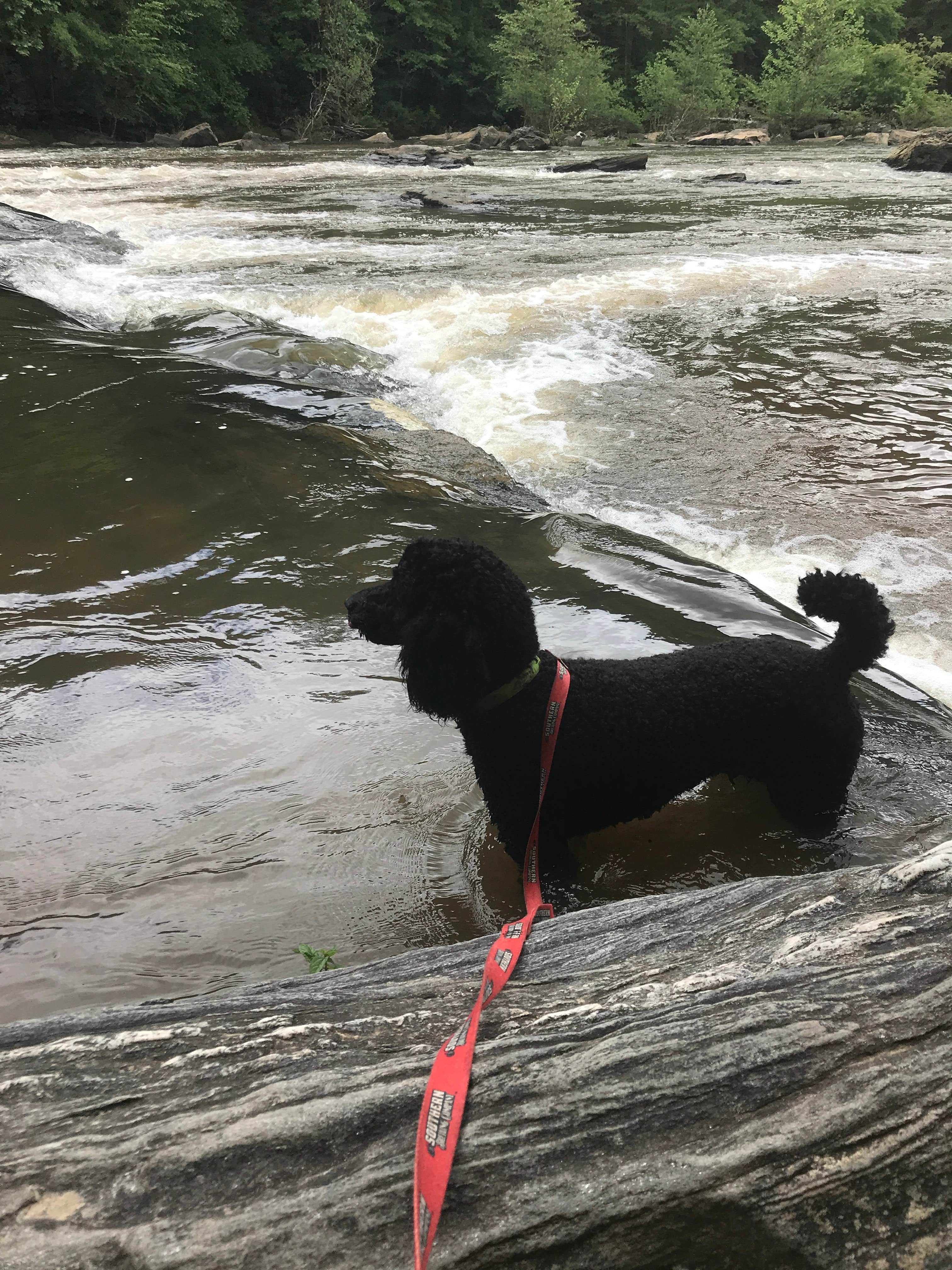 Andrew P.'s photo of camping with pets at Sweetwater Creek State Park Campground near Conley, GA